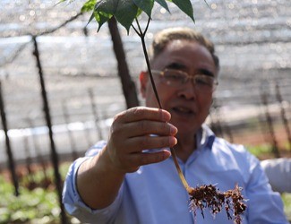 三七是做的最大、研究最好最深的中藥大品種