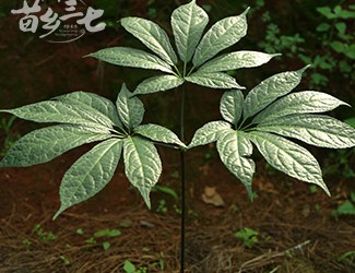 三七與土三七的區(qū)別，土三七含有毒性