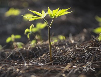 市場(chǎng)上售賣的野生三七出自哪里？