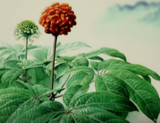 為什么說三七是“十全十美”的植物？