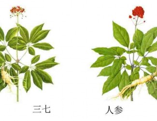 三七人參功效區(qū)別，“北參南七”說法的由來