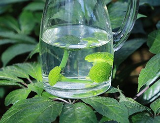 三七怎么吃——三七花雪碧飲，夏日里的一杯“怡紅快綠”
