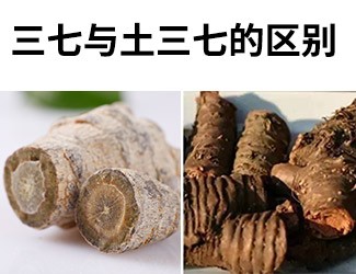 揭秘土三七和三七的差異性，警惕吃錯易導致肝臟衰竭