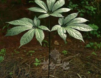 人有九種性格，三七粉有寒熱之分嗎？
